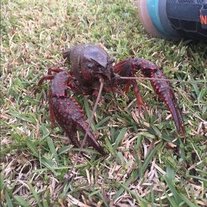 Meet your Posher, Peter